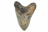 Serrated, 5.23" Fossil Megalodon Tooth - North Carolina - #201911-1